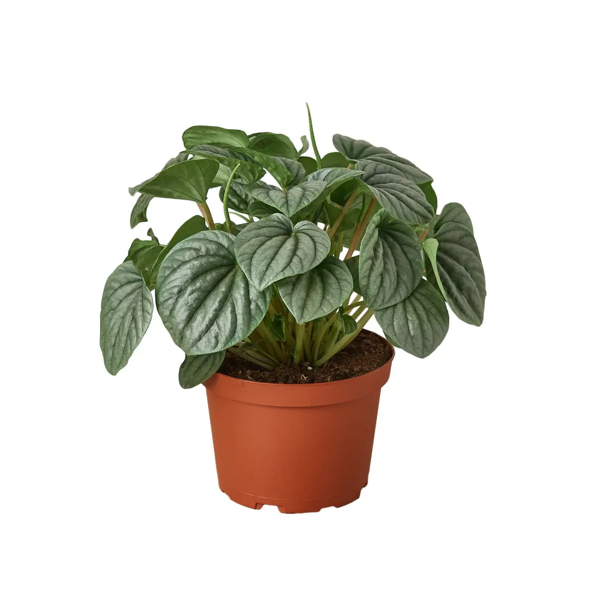 Peperomia ’Frost’ Plant - House Plant Shop