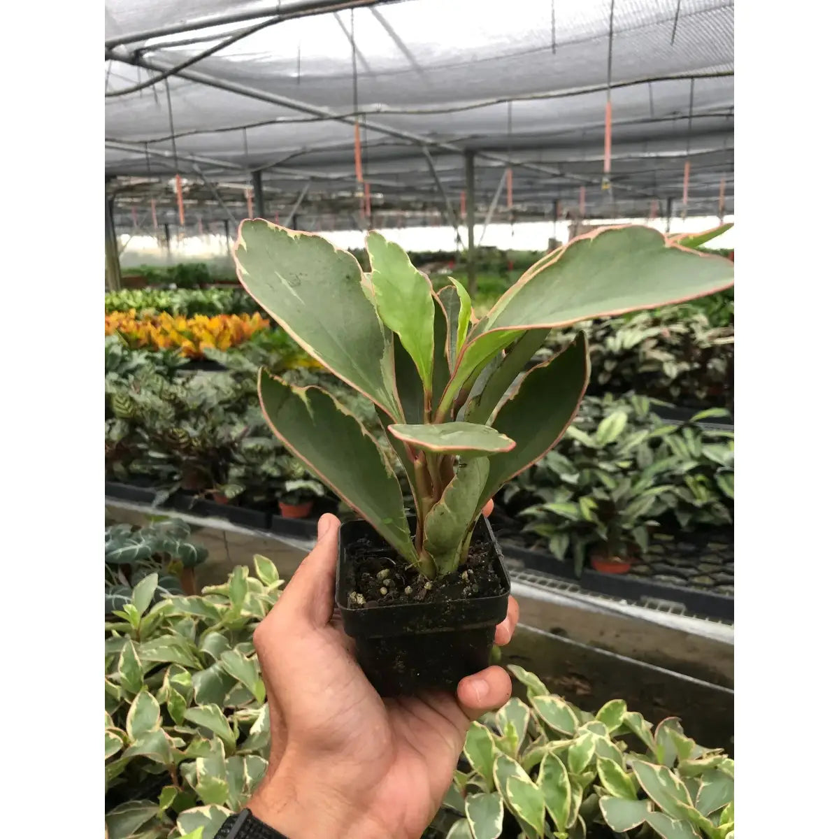 Peperomia Plant - ’Ginny’ - House Plant Shop