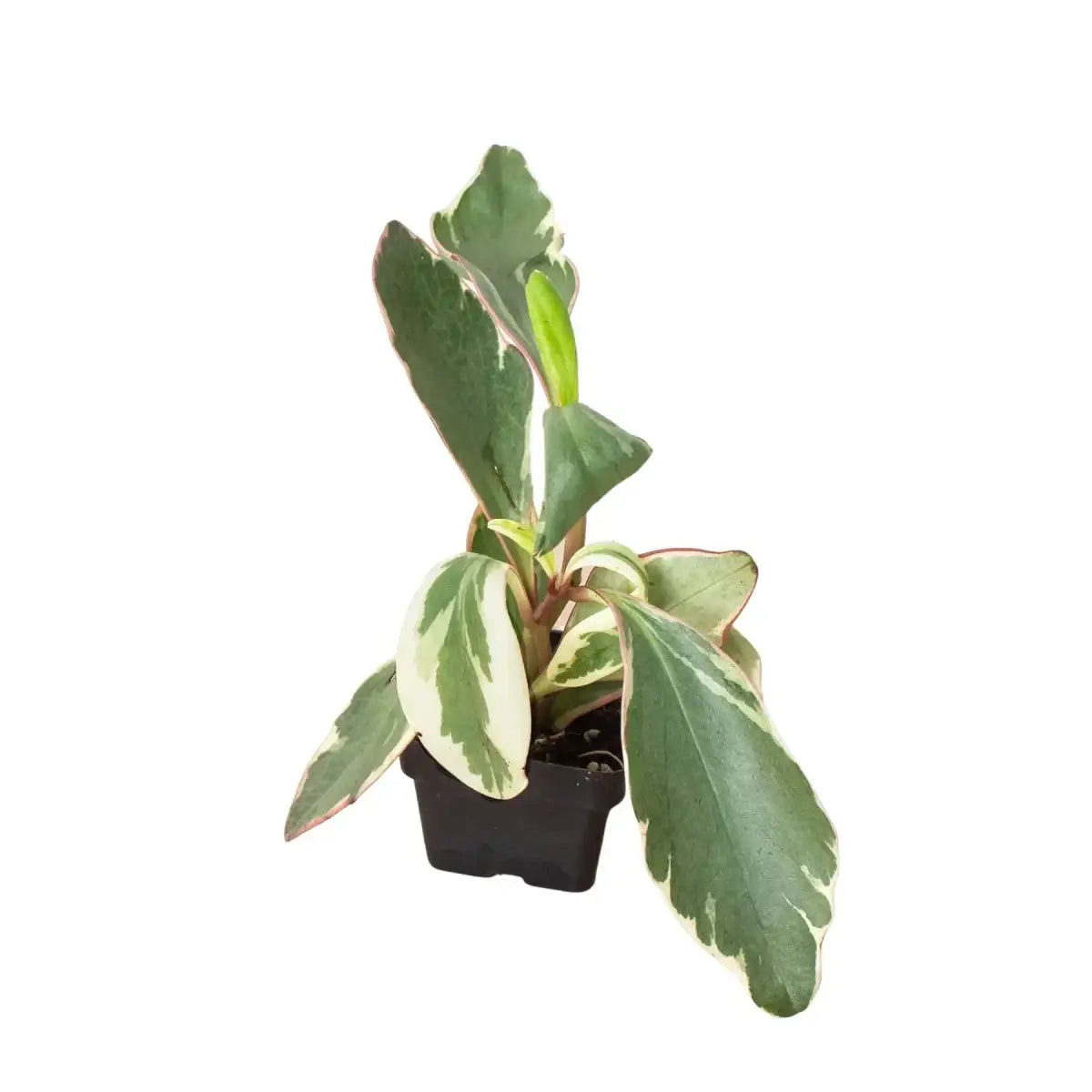 Peperomia Plant - ’Ginny’ - House Plant Shop