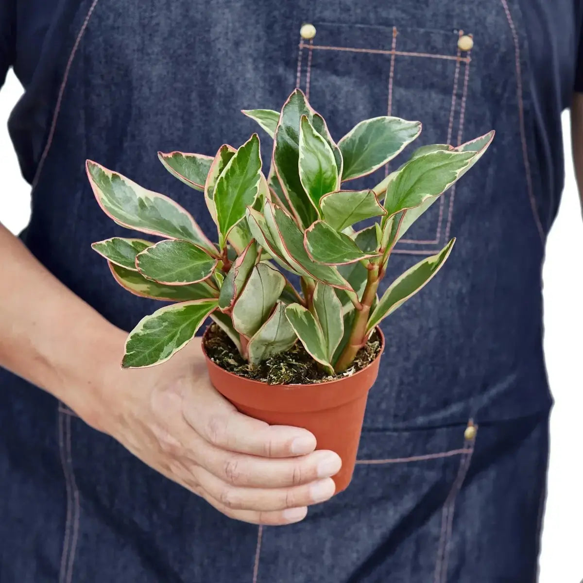 Peperomia Plant - ’Ginny’ - House Plant Shop