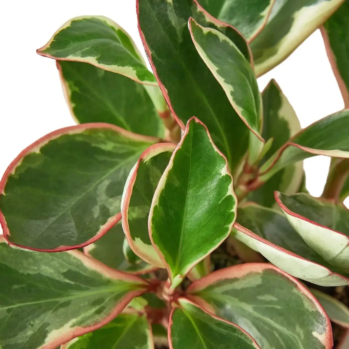 Peperomia Plant - ’Ginny’ - 3’’ Pot - House Plant Shop