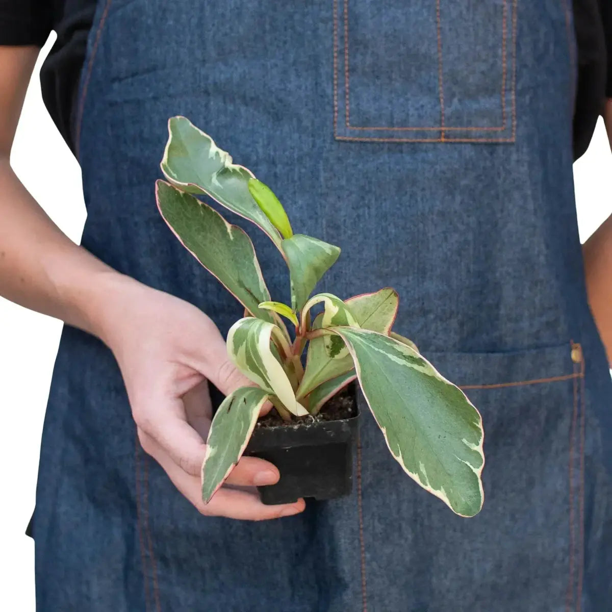 Peperomia Plant - ’Ginny’ - House Plant Shop