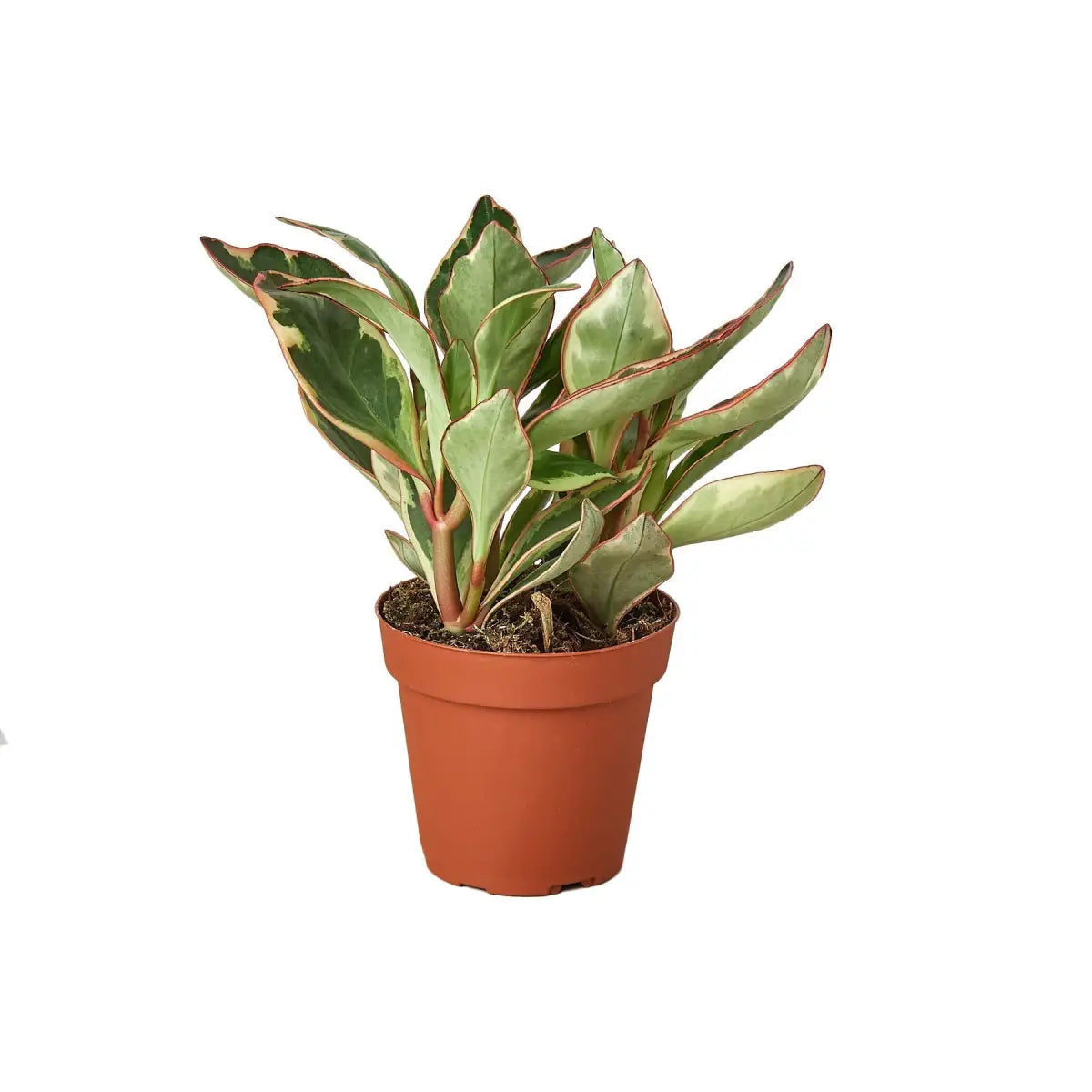 Peperomia Plant - ’Ginny’ - House Plant Shop