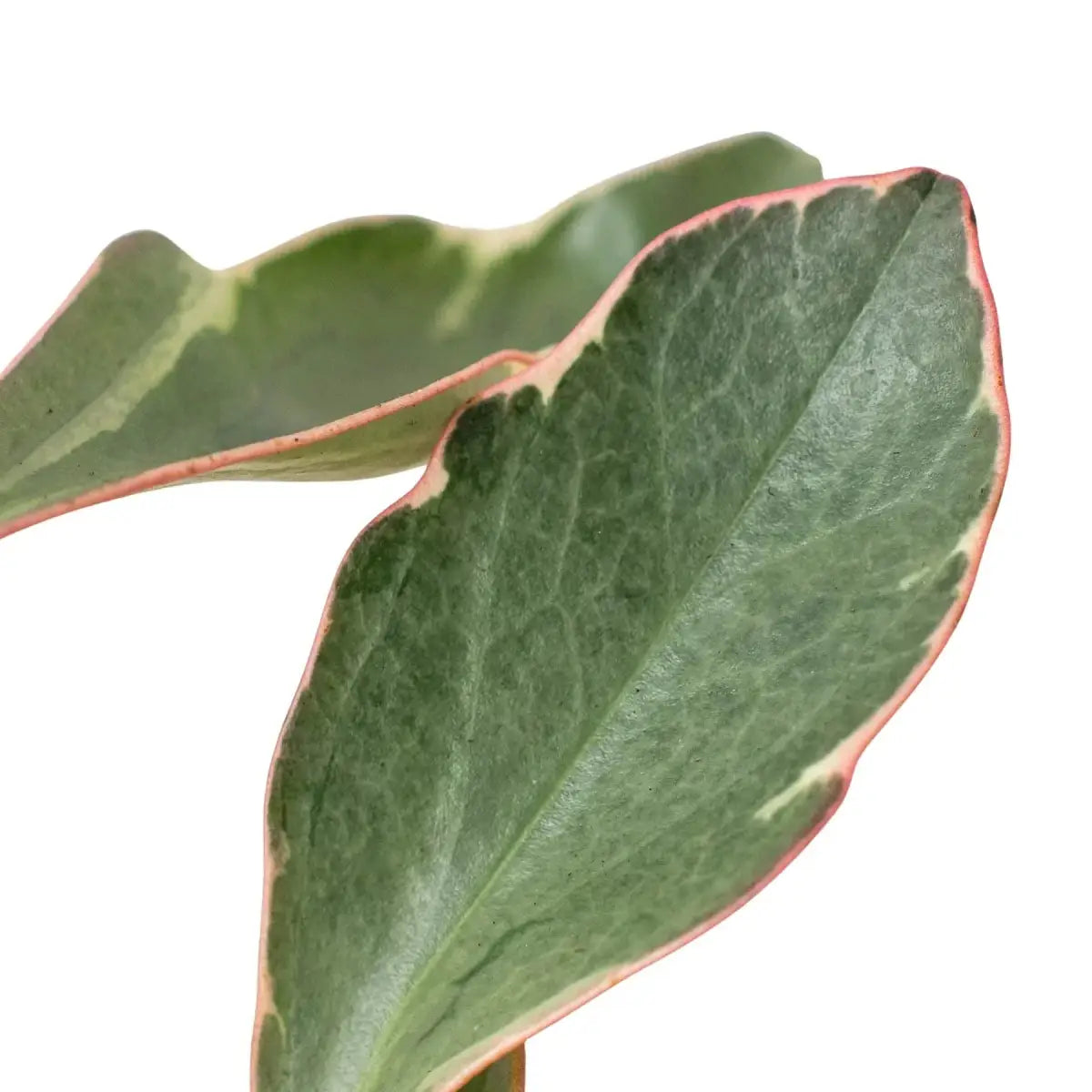 Peperomia Plant - ’Ginny’ - House Plant Shop