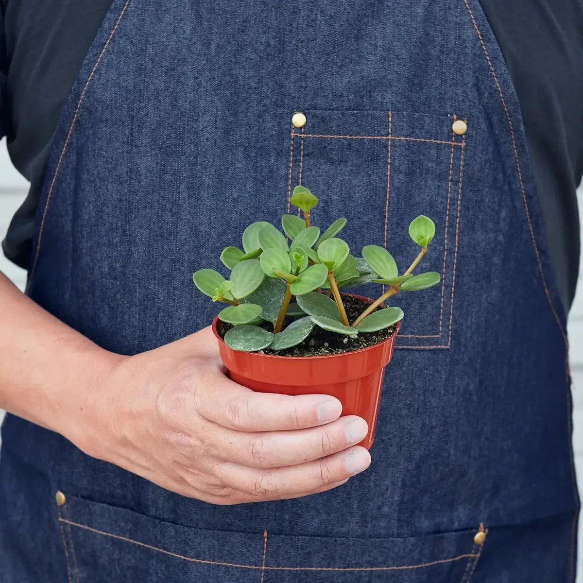 Peperomia ’Hope’ - House Plant Shop