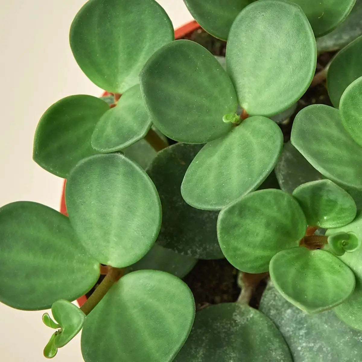 Peperomia ’Hope’ - House Plant Shop