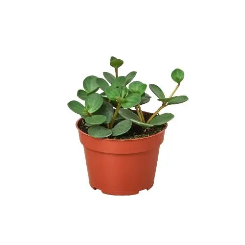 Peperomia ’Hope’ - House Plant Shop