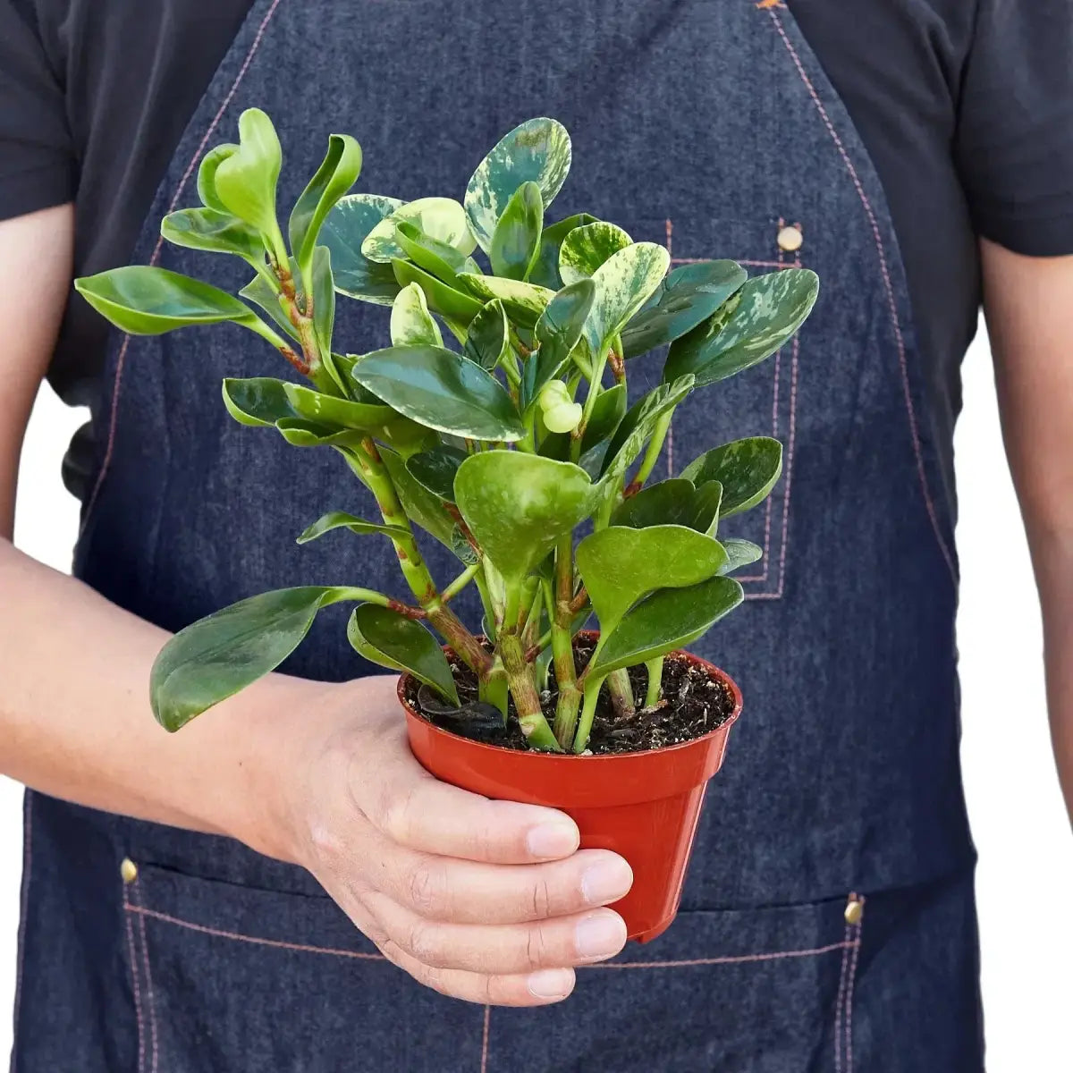 Peperomia ’Marble’ Plant - House Plant Shop