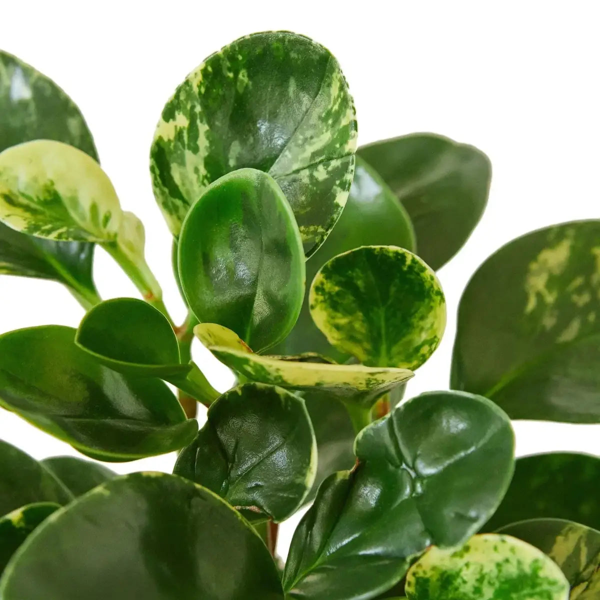 Peperomia ’Marble’ Plant - 3’’ Pot / Nursery - House Plant Shop