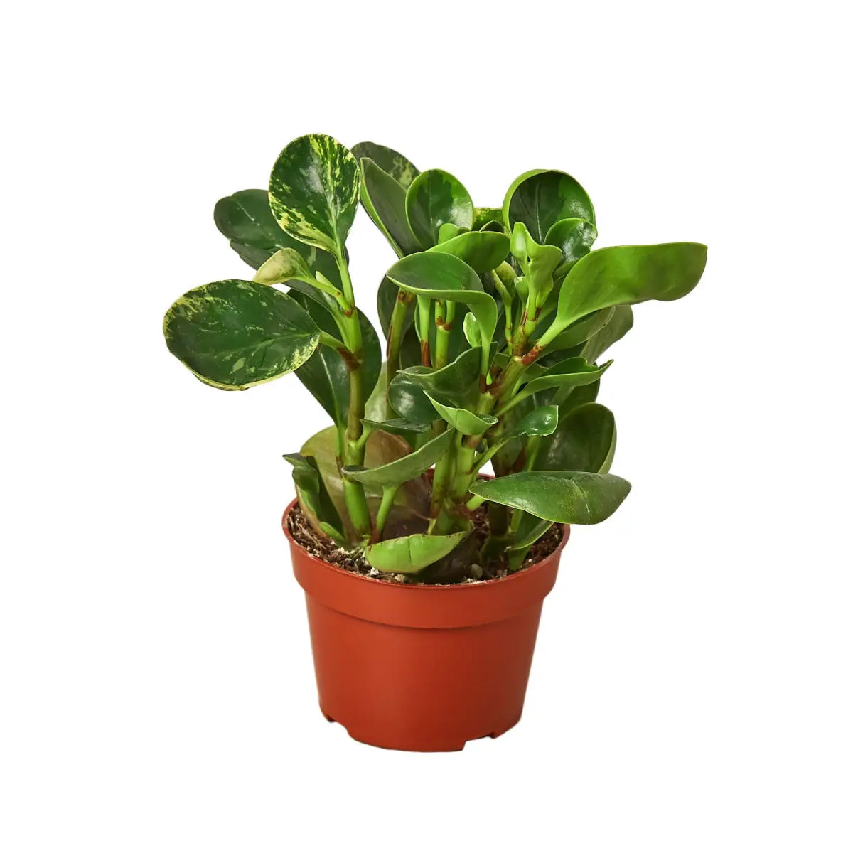 Peperomia ’Marble’ Plant - House Plant Shop