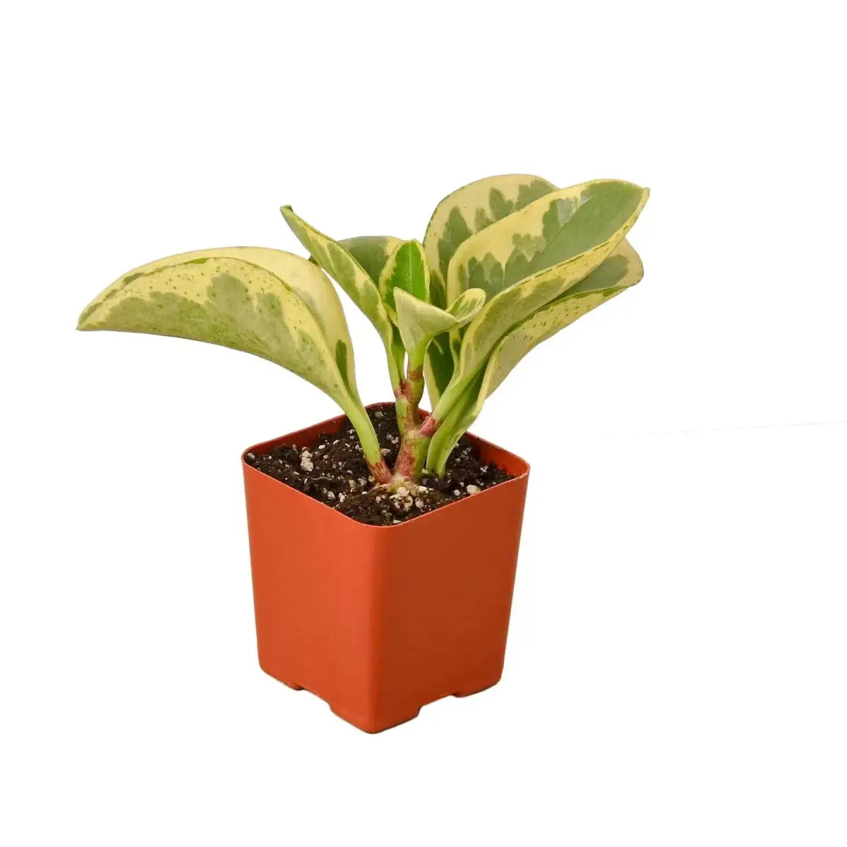 Peperomia ’Marble’ Plant - House Plant Shop