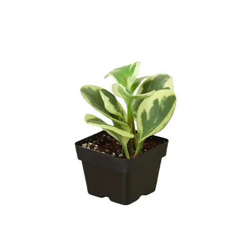 Peperomia ’Marble’ Plant - House Plant Shop
