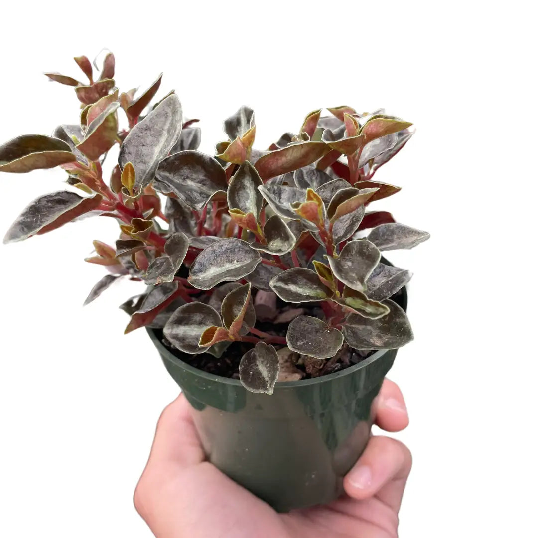 Peperomia ’Metallica’ - House Plant Shop
