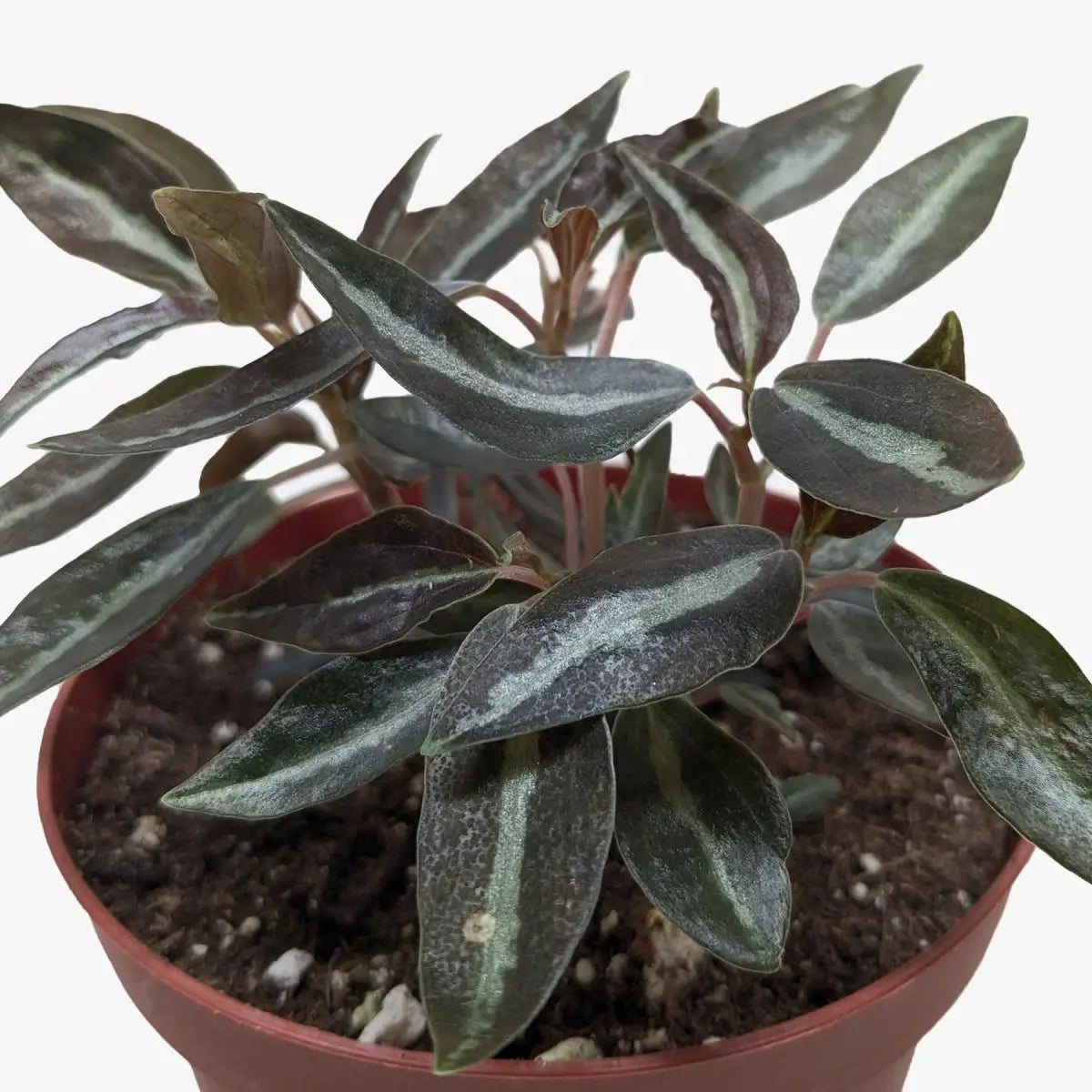 Peperomia ’Metallica’ - House Plant Shop