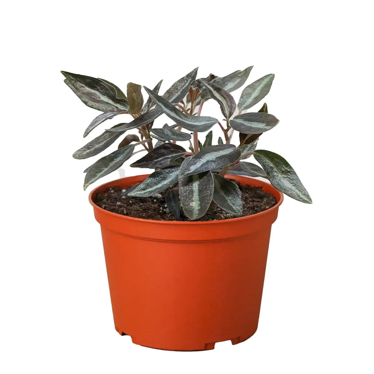 Peperomia ’Metallica’ - House Plant Shop