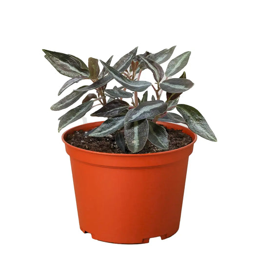 Peperomia ’Metallica’ - House Plant Shop
