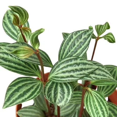 Peperomia ’Parallel’ Plant - 3’’ Pot - House Plant Shop