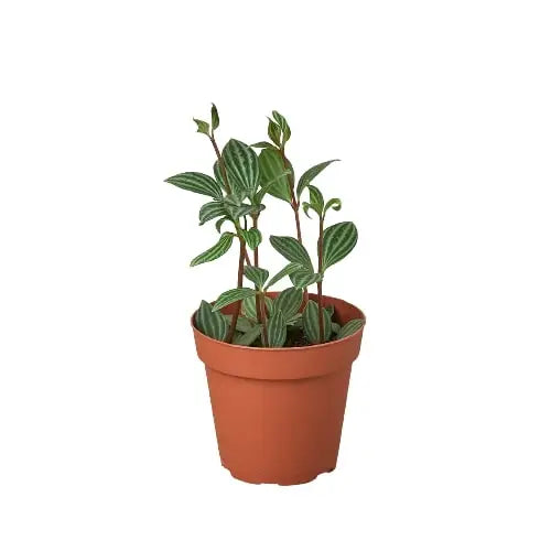 Peperomia ’Parallel’ Plant - House Plant Shop