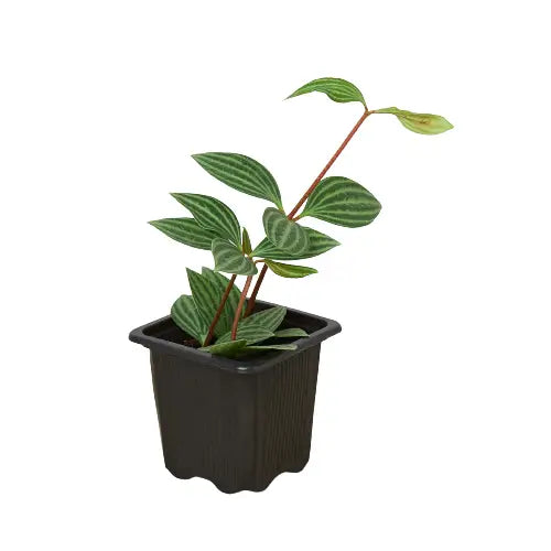 Peperomia ’Parallel’ Plant - House Plant Shop