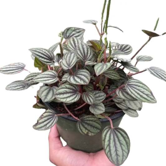 Peperomia ’Picollo Banda’ - House Plant Shop