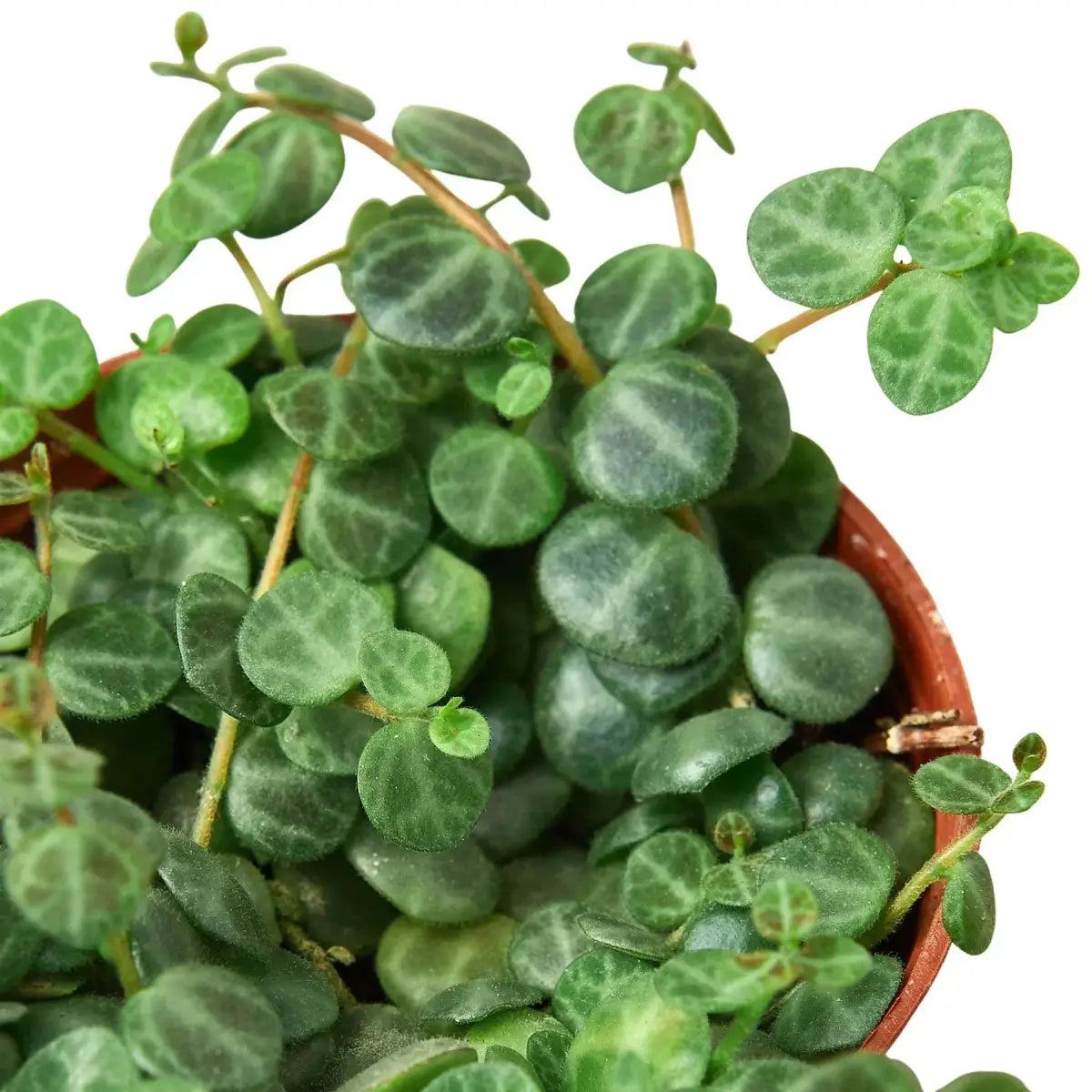 Peperomia Prostrata Plant - ’String of Turtles’ - 3’’ Pot - House Plant Shop
