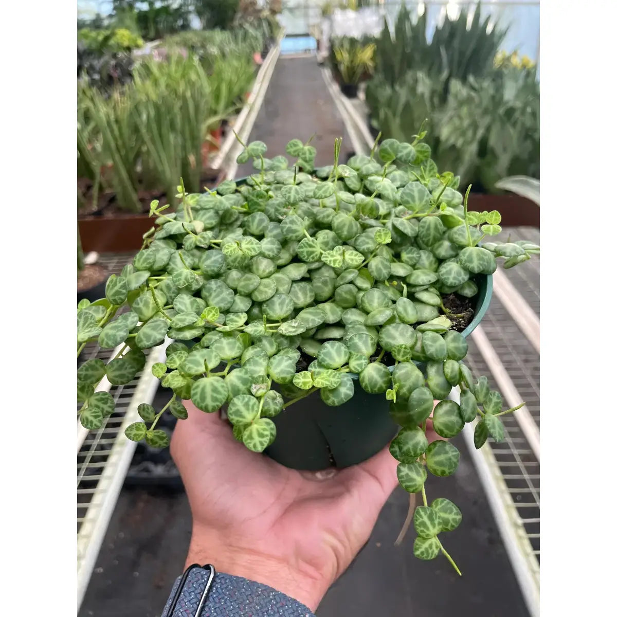 Peperomia Prostrata Plant - ’String of Turtles’ - House Plant Shop
