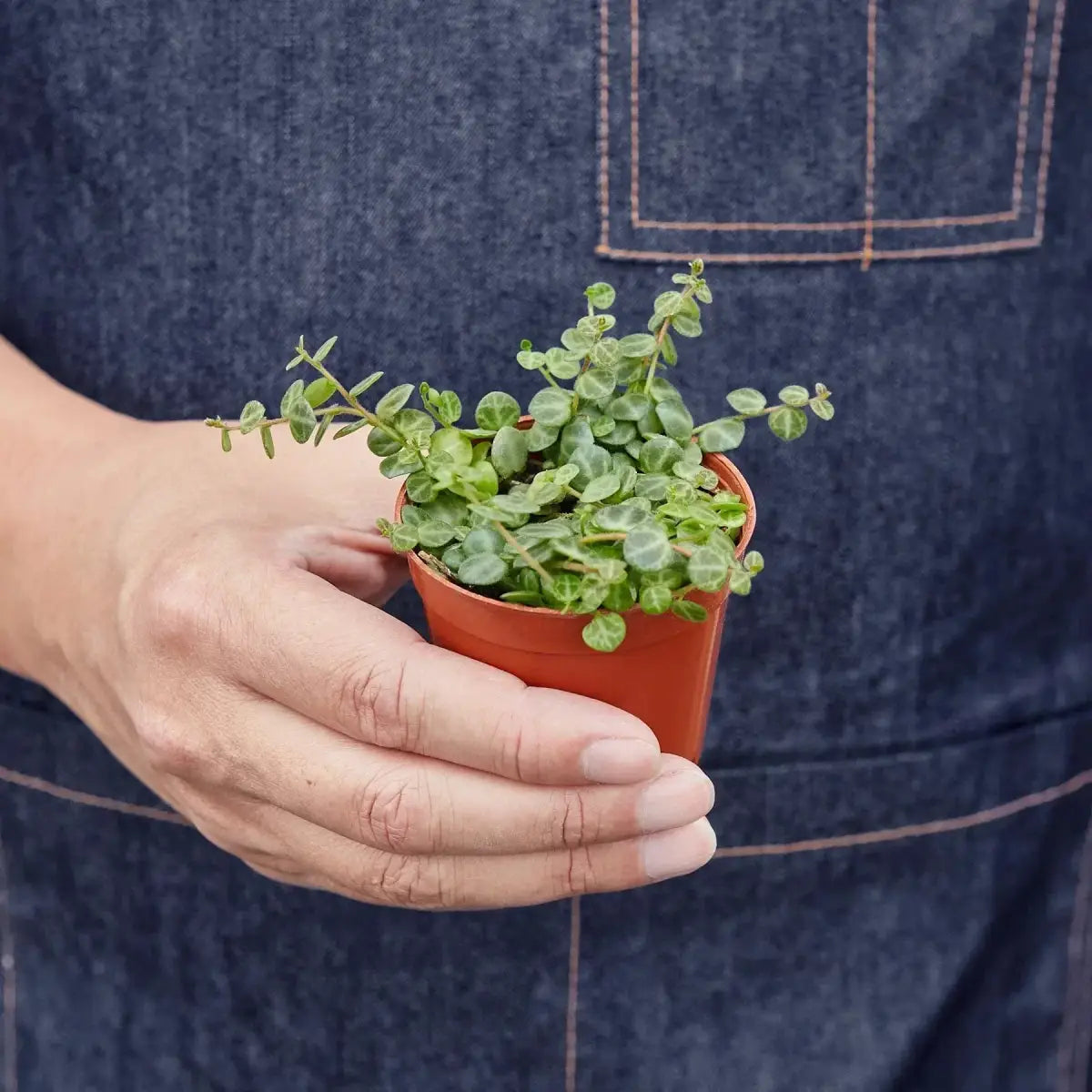 Peperomia Prostrata Plant - ’String of Turtles’ - House Plant Shop