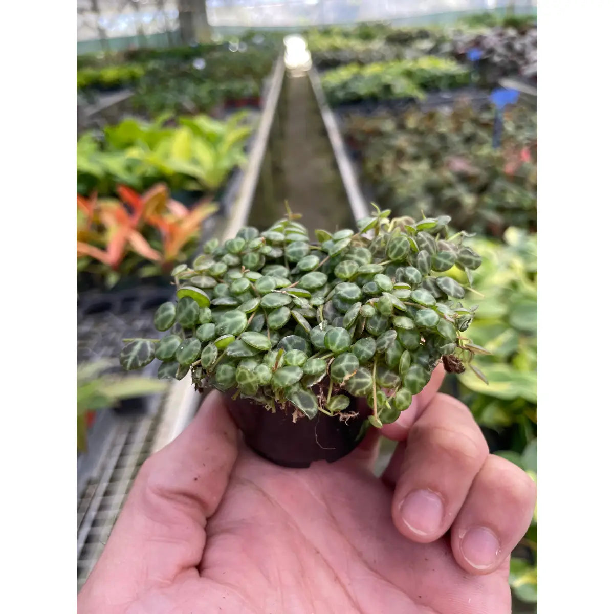 Peperomia Prostrata Plant - ’String of Turtles’ - House Plant Shop