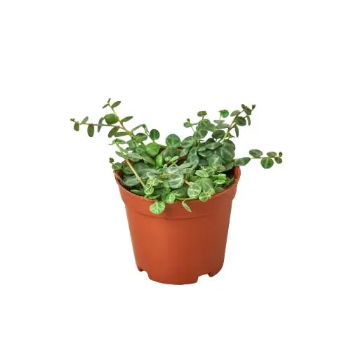 Peperomia Prostrata Plant - ’String of Turtles’ - House Plant Shop