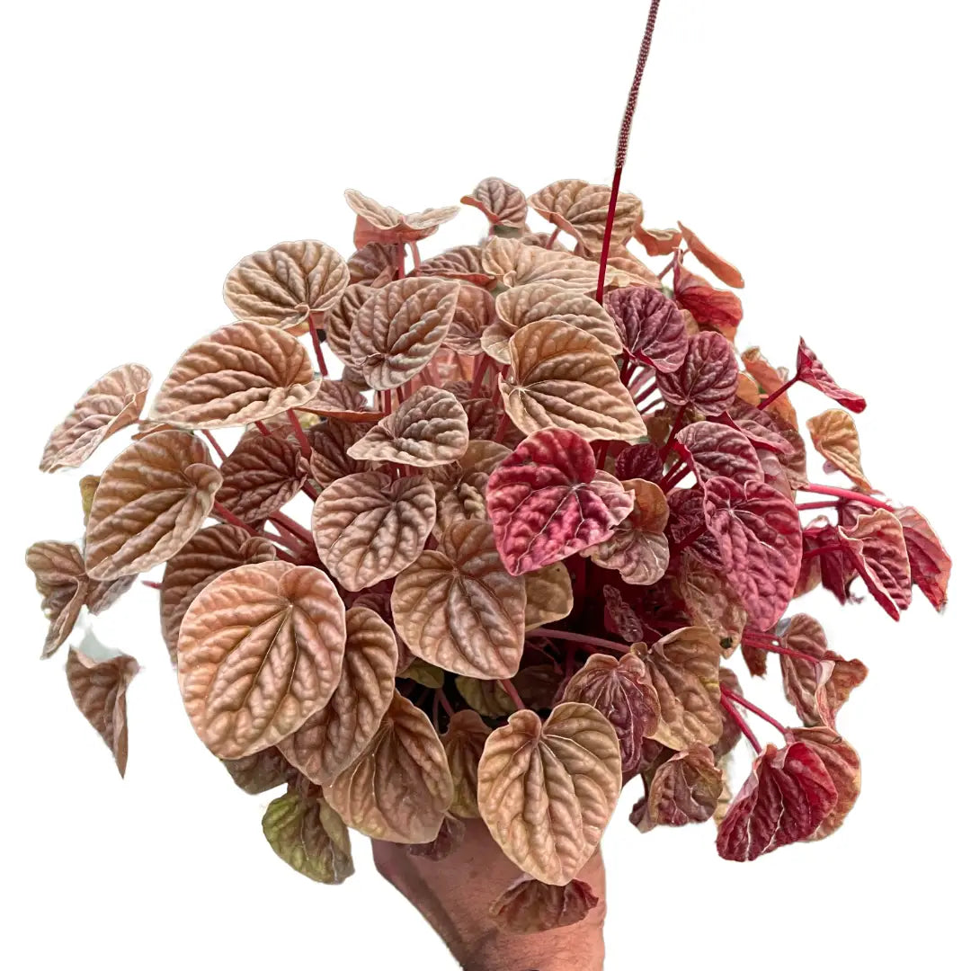 Peperomia Plant - ’Quito’ - 4’’ Pot - House Plant Shop