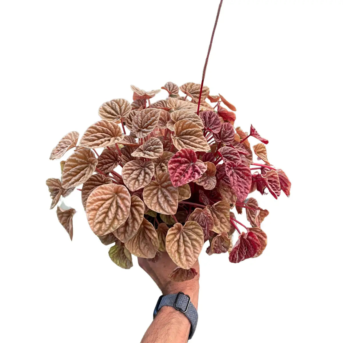 Peperomia Plant - ’Quito’ - House Plant Shop