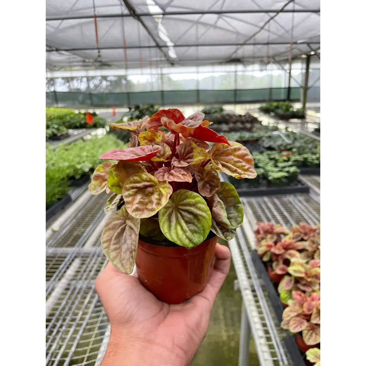 Peperomia Plant - ’Quito’ - House Plant Shop