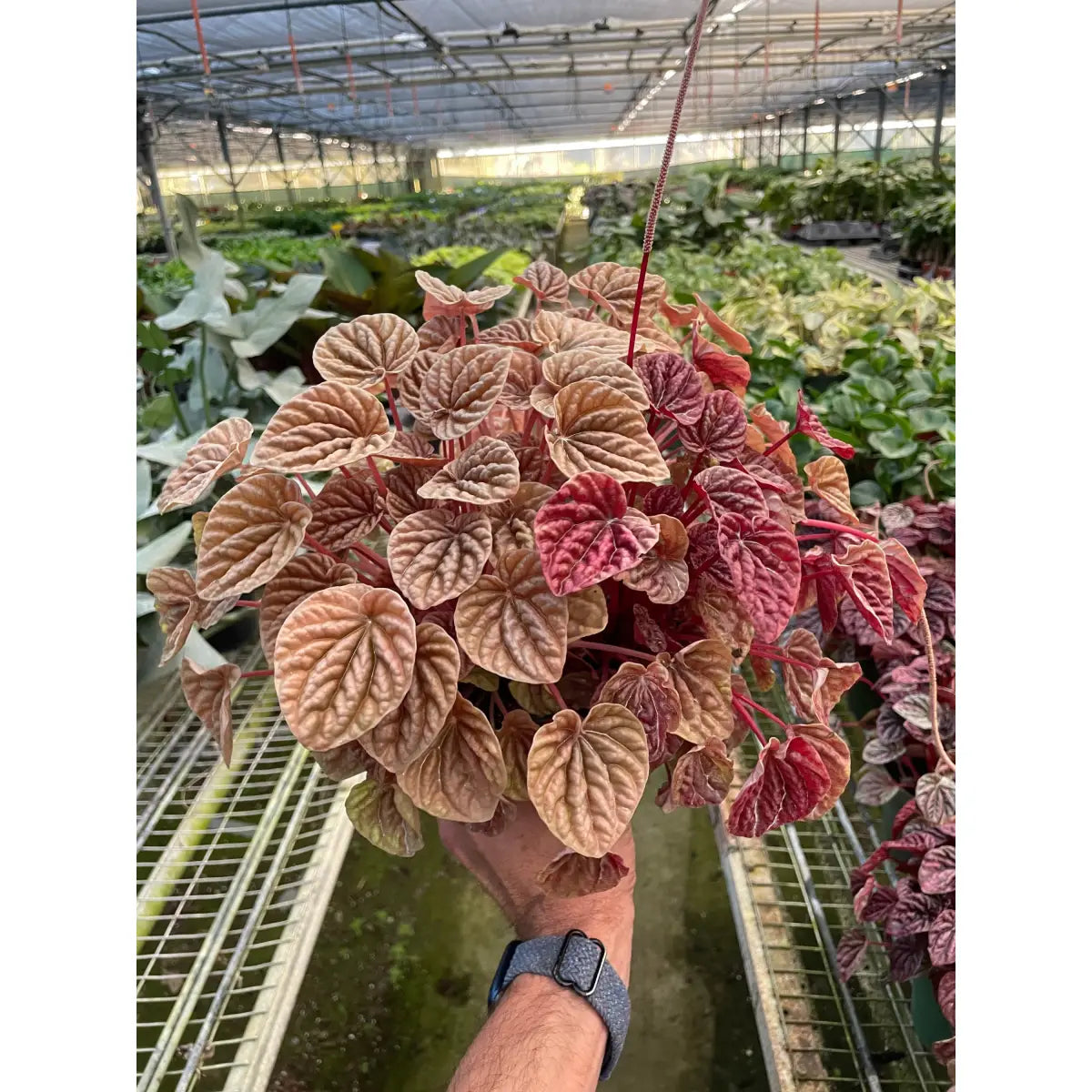 Peperomia Plant - ’Quito’ - House Plant Shop