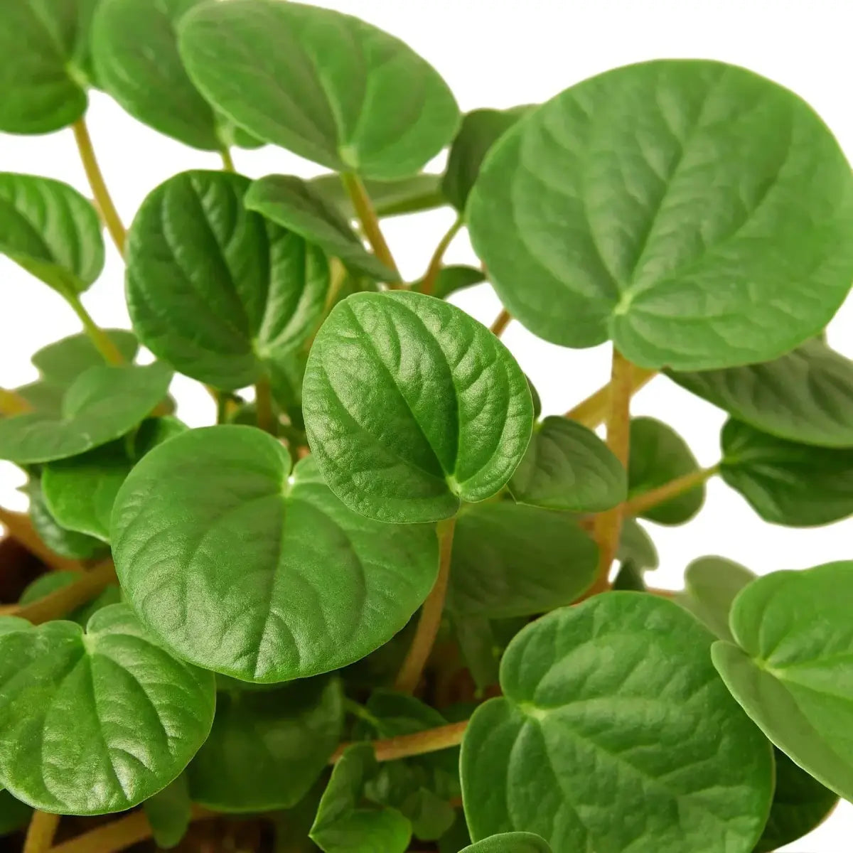 Peperomia Plant - ’Rana Verde’ - 4’’ Pot - House Plant Shop