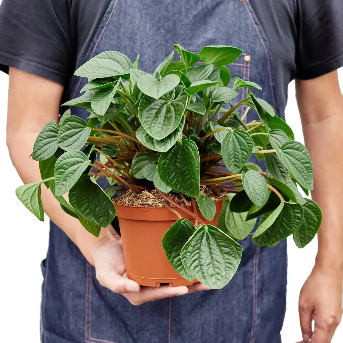 Peperomia Plant - ’Rana Verde’ - House Plant Shop