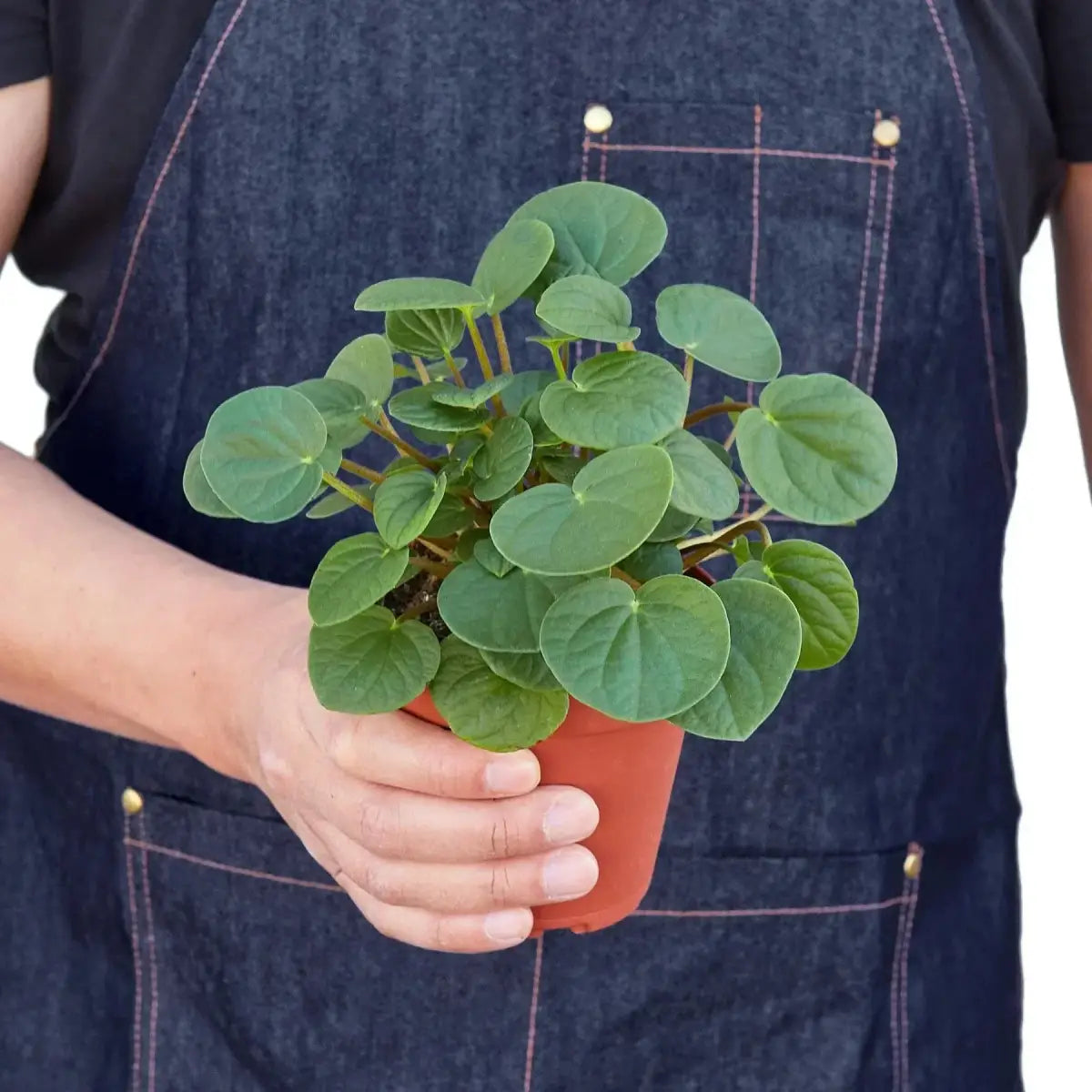 Peperomia Plant - ’Rana Verde’ - House Plant Shop