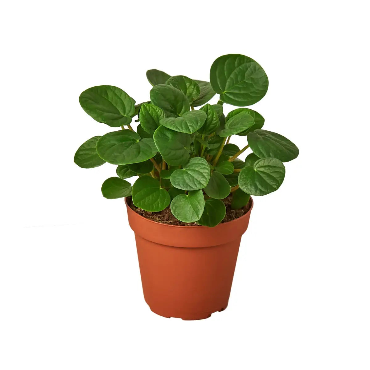 Peperomia Plant - ’Rana Verde’ - House Plant Shop