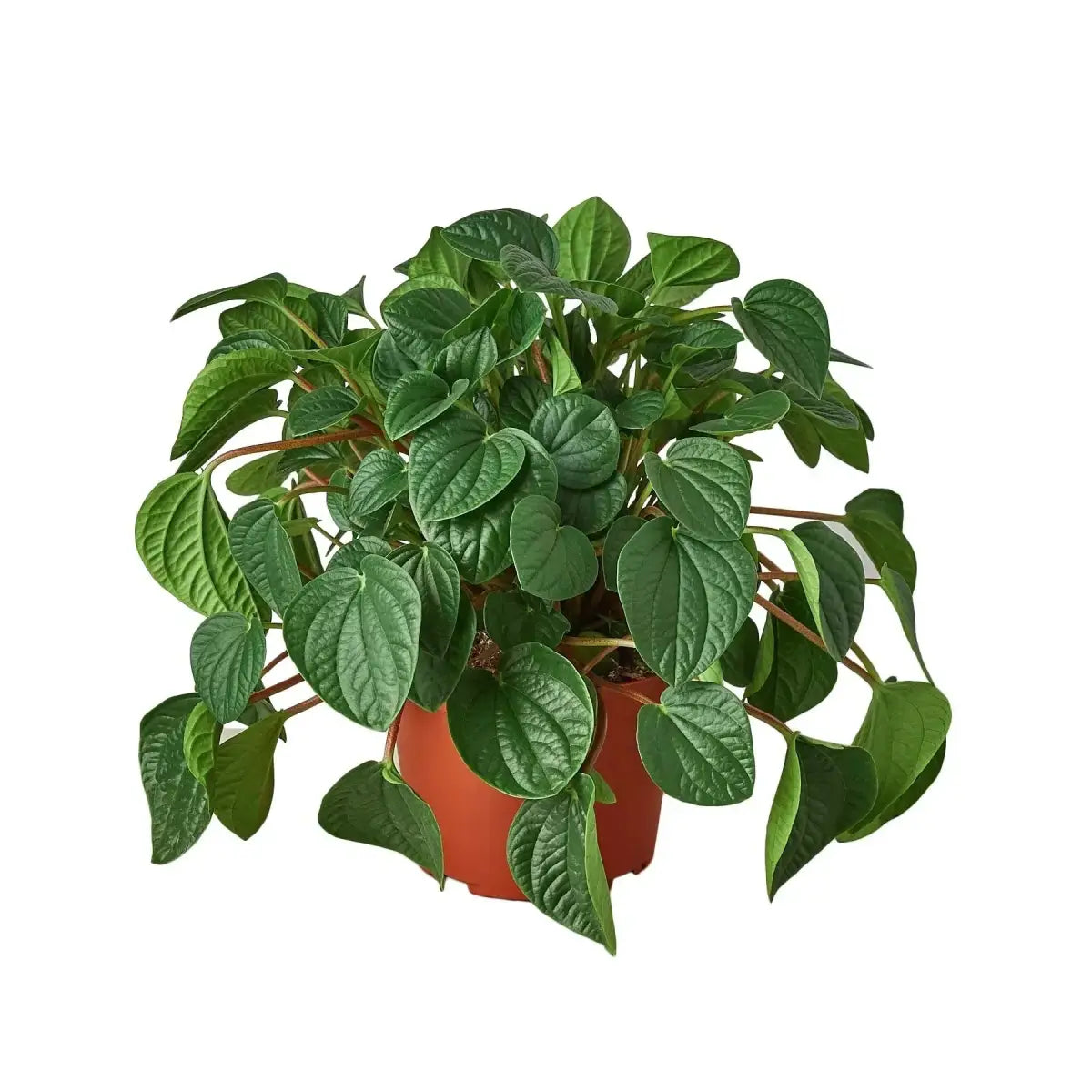 Peperomia Plant - ’Rana Verde’ - House Plant Shop
