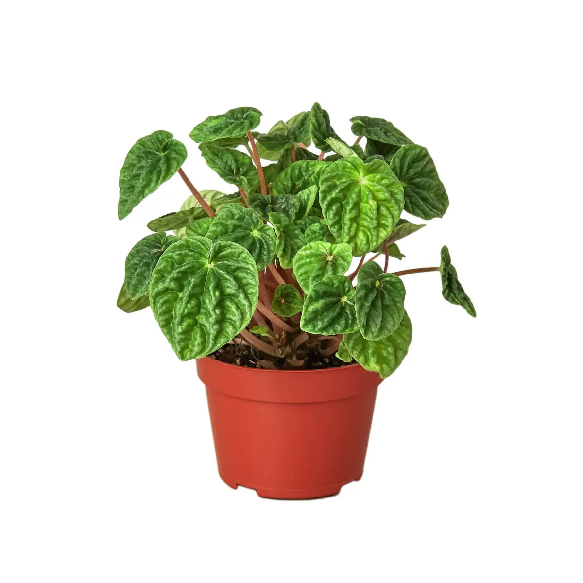 Peperomia ’Ripple’ Plant - House Plant Shop