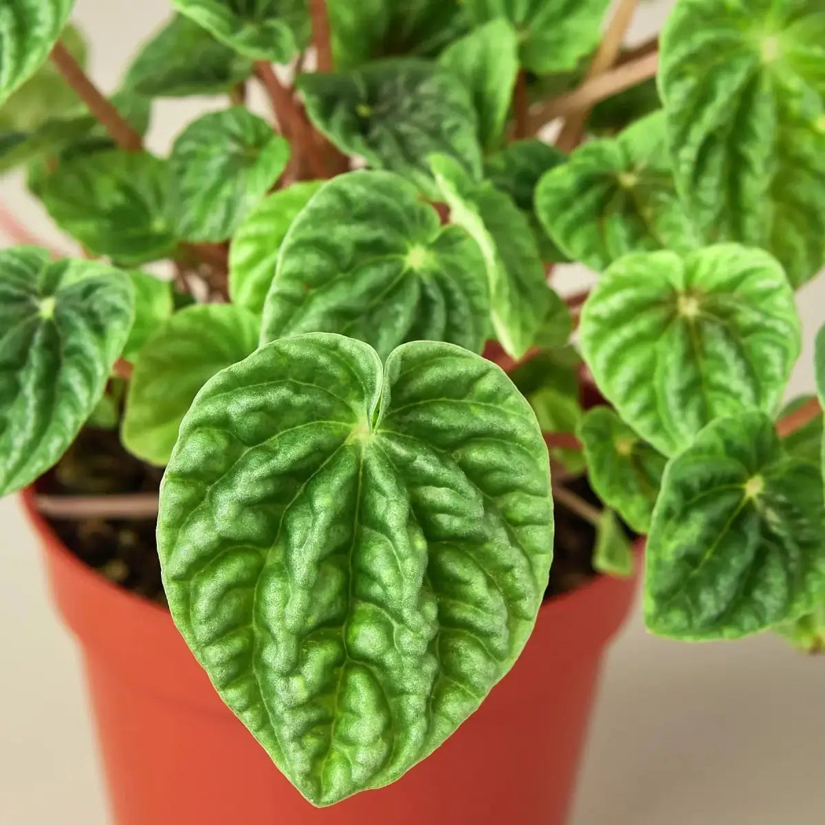 Peperomia ’Ripple’ Plant - 3’’ Pot - House Plant Shop