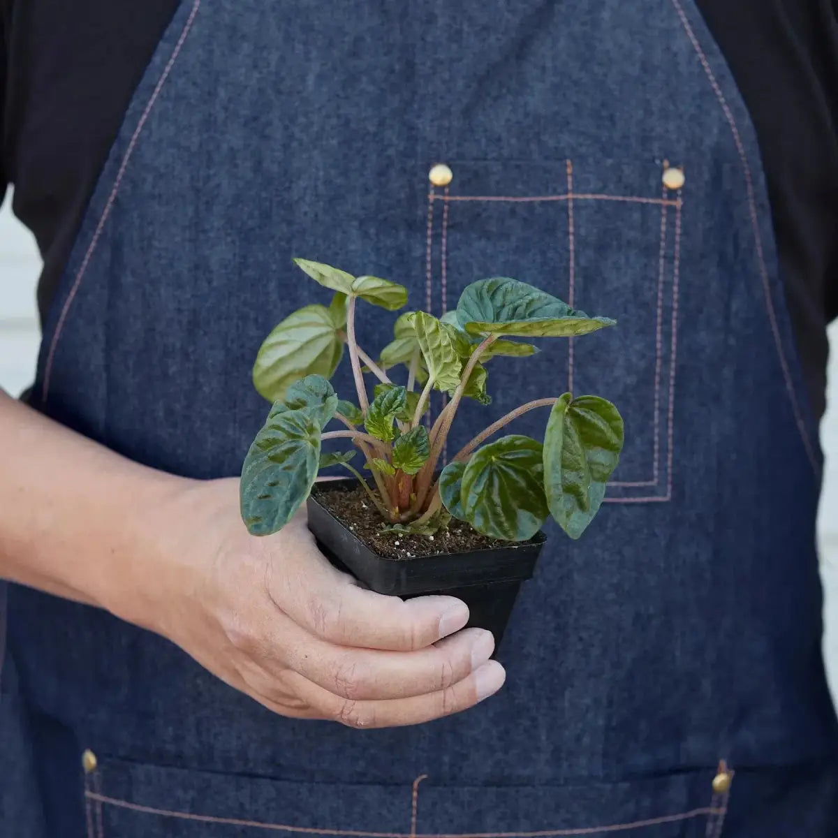 Peperomia ’Ripple’ Plant - House Plant Shop