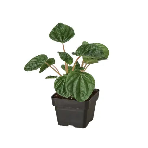 Peperomia ’Ripple’ Plant - House Plant Shop