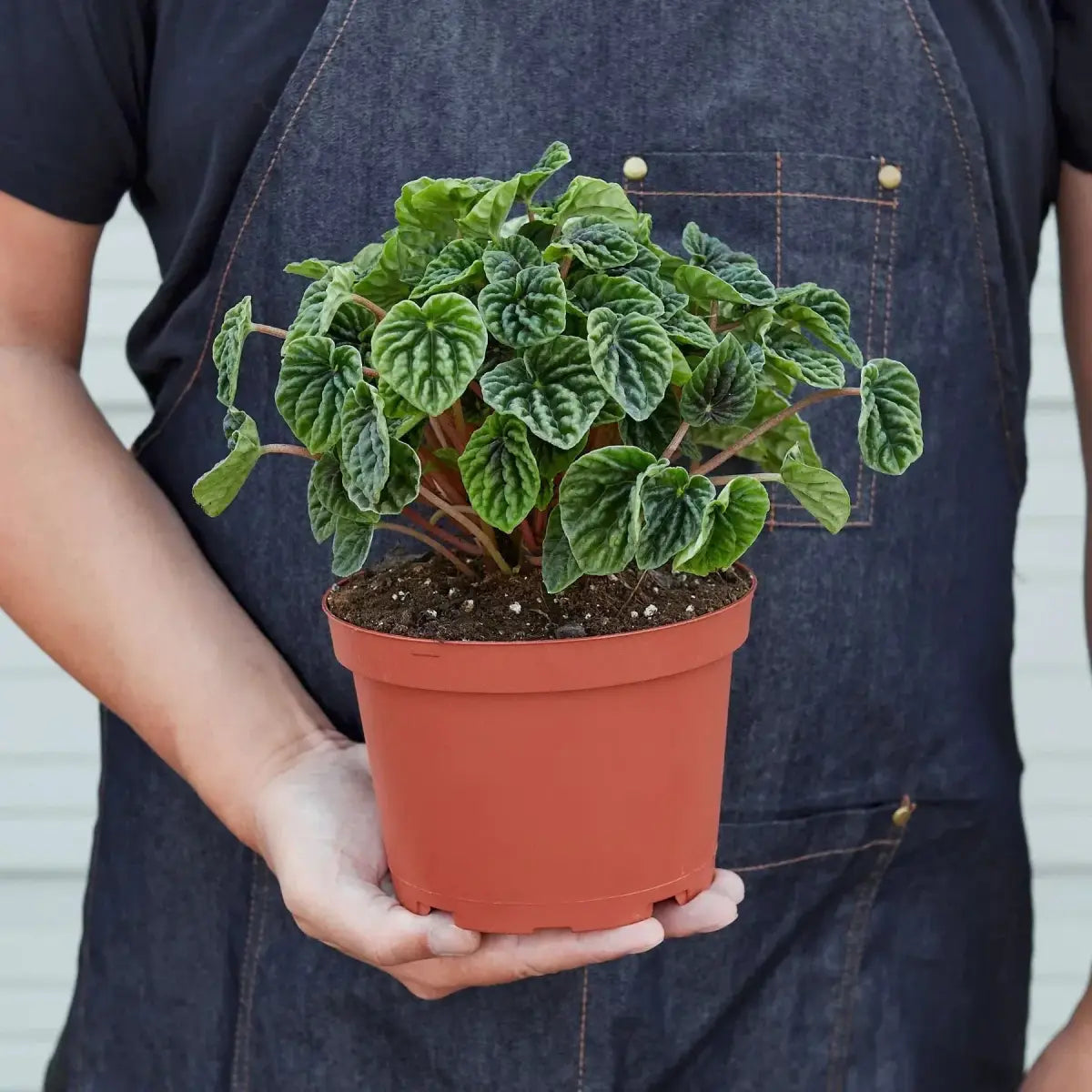Peperomia ’Ripple’ Plant - House Plant Shop