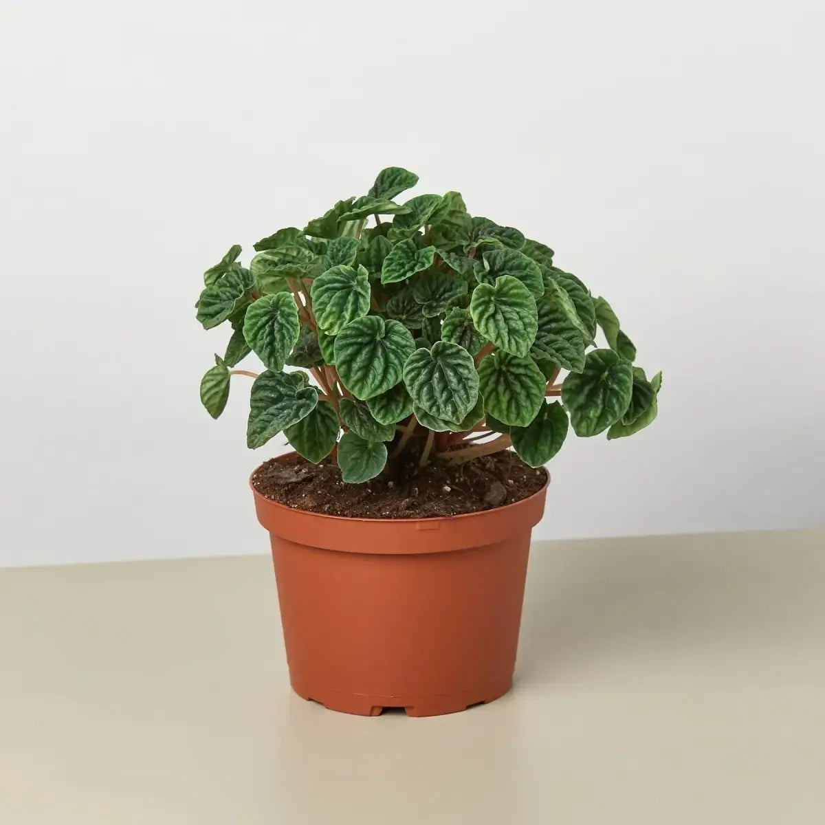 Peperomia ’Ripple’ Plant - House Plant Shop