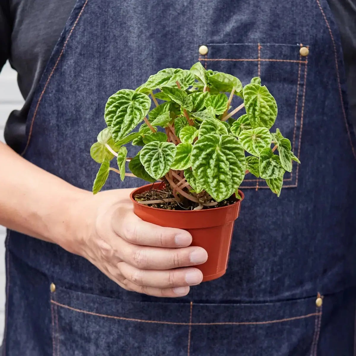 Peperomia ’Ripple’ Plant - House Plant Shop