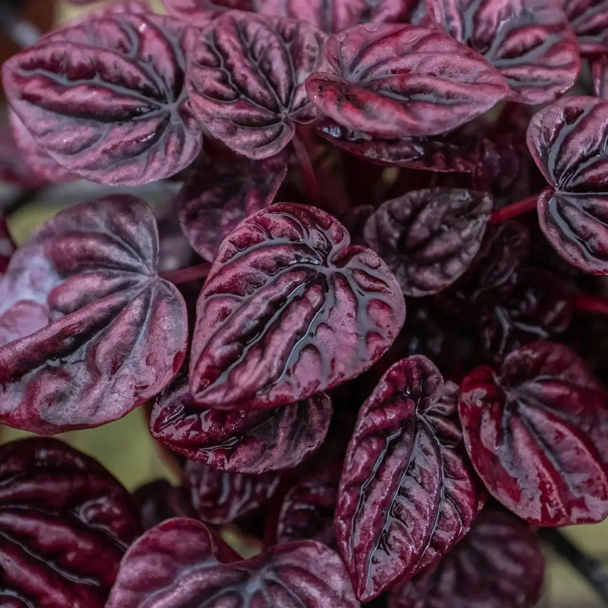 Peperomia Plant - ’Ripple Red’ - House Plant Shop