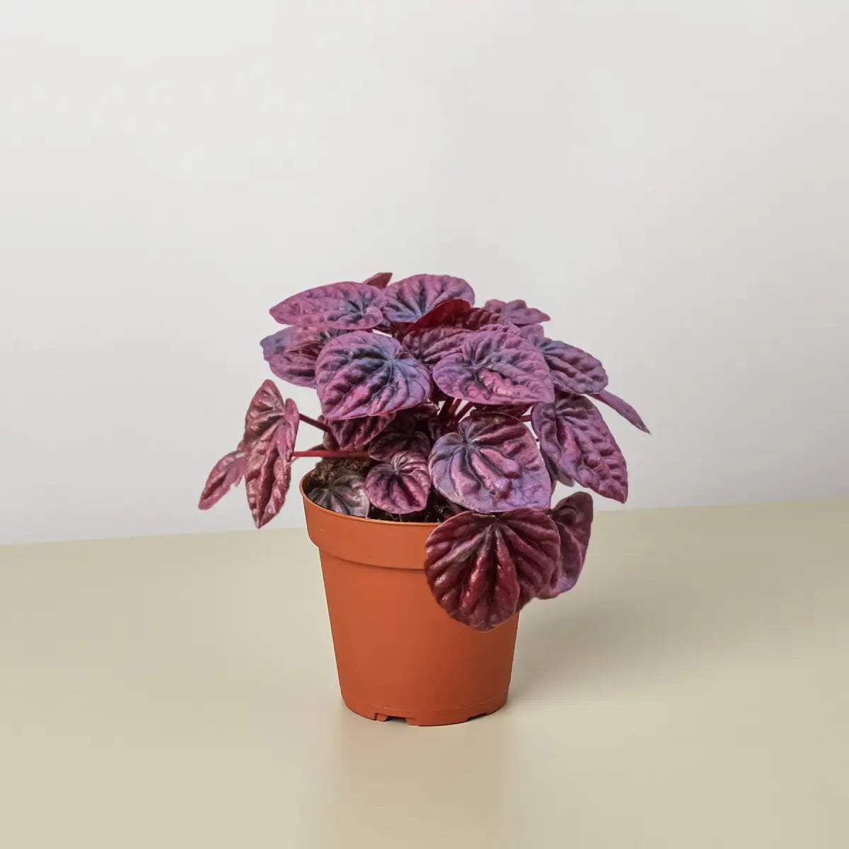 Peperomia Plant - ’Ripple Red’ - House Plant Shop