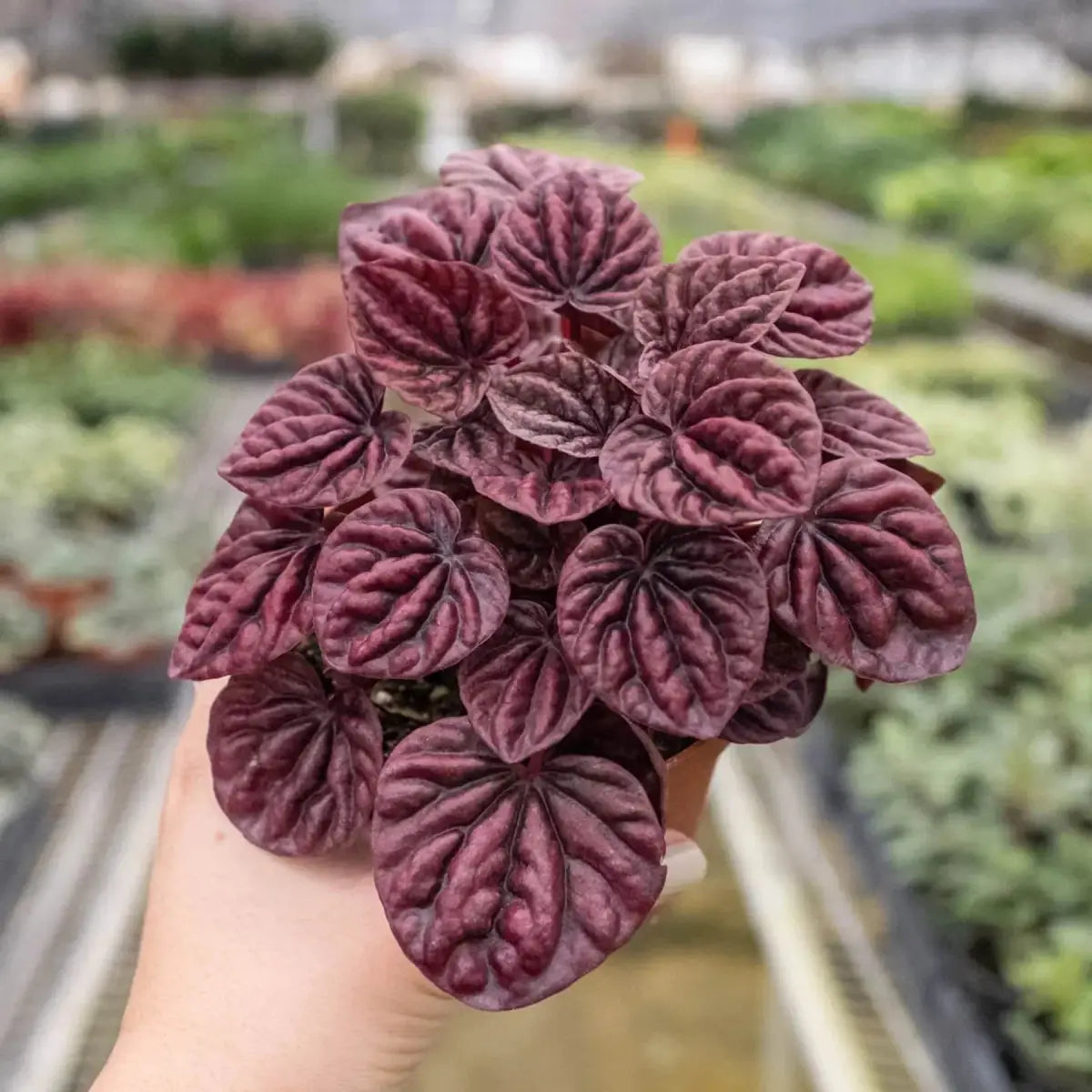 Peperomia Plant - ’Ripple Red’ - House Plant Shop