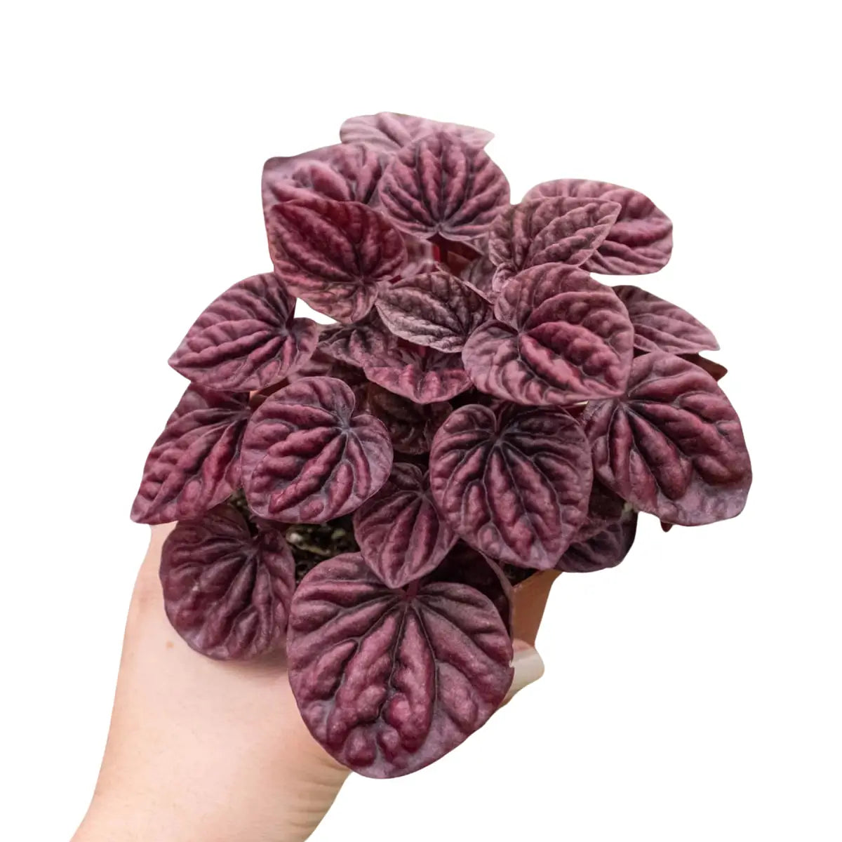 Peperomia Plant - ’Ripple Red’ - 3’’ Pot - House Plant Shop