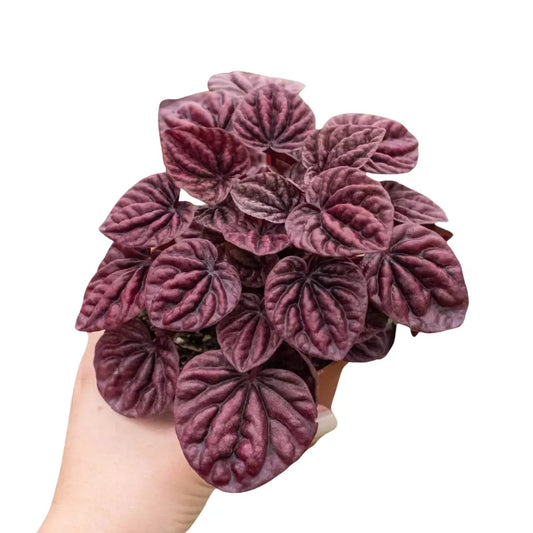 Peperomia Plant - ’Ripple Red’ - House Plant Shop